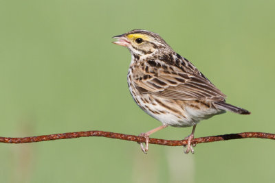 savannah sparrow 82