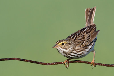 savannah sparrow 81