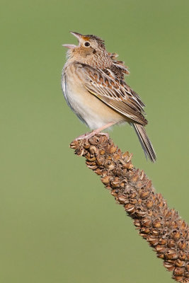grasshopper sparrow 95