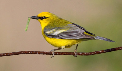 blue-winged warbler 18