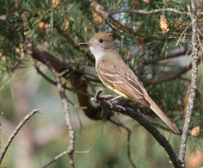 great grested flycatcher 9