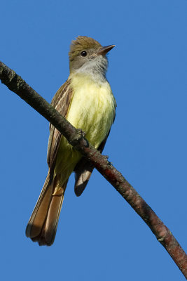 Great Crested Flycatcher 10