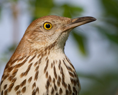 Brown Thrasher