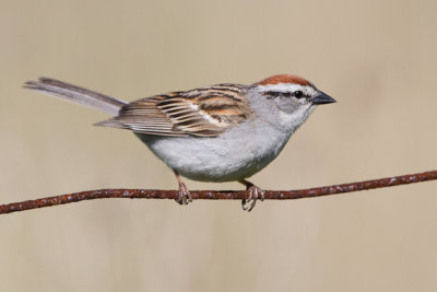 Chipping Sparrow