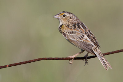 grasshopper sparrow 96
