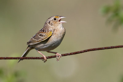 grasshopper sparrow 97
