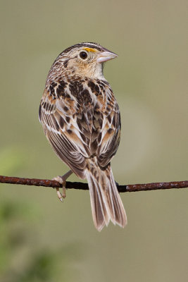 grasshopper sparrow 98
