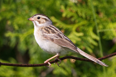 clay coloured sparrow 16