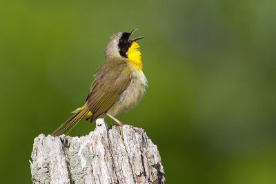 common yellowthroat 27