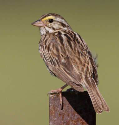 savannah sparrow 80