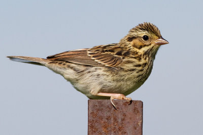 savannah sparrow juvenile 11