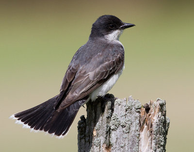 Eastern Kingbirds