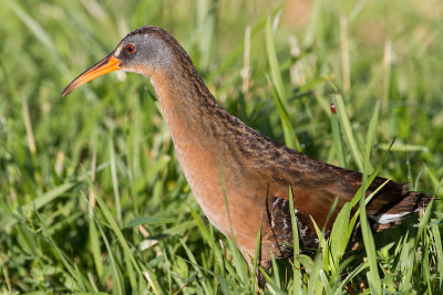 virginia rail 75