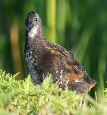 juvenile virginia rail 4