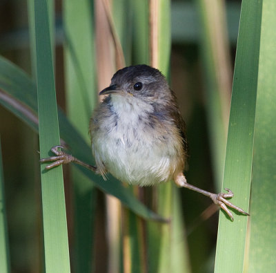 juvenile marsh wren