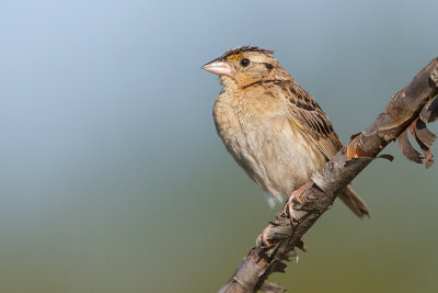 Grasshopper Sparrows