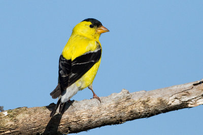 Goldfinches