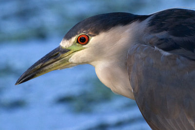 black-crowned night heron 265