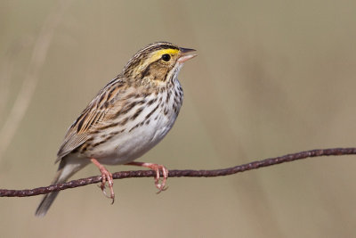 savannah sparrow 83