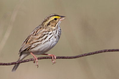 Savannah Sparrows