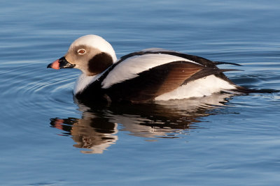 Long Tailed Duck - Male