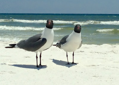 friendly birds at the beach