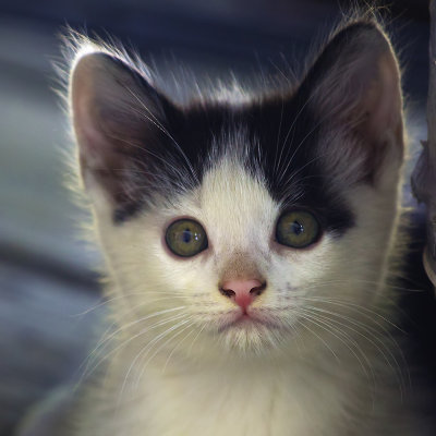 kittyface.jpg