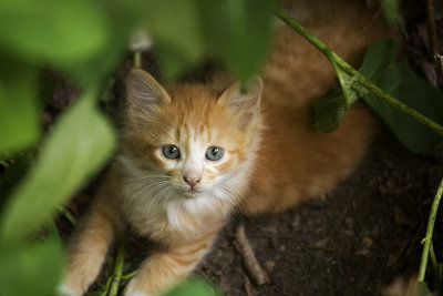 kittyhiding.jpg