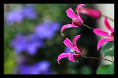 vine with flowers