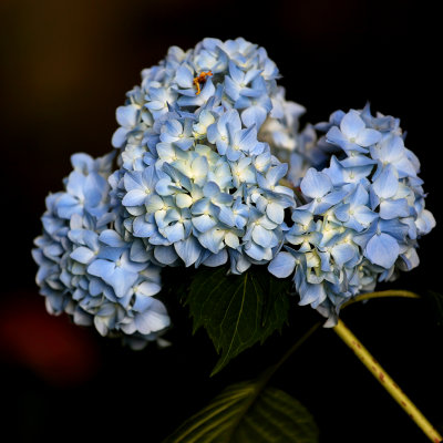 hydrangea.jpg