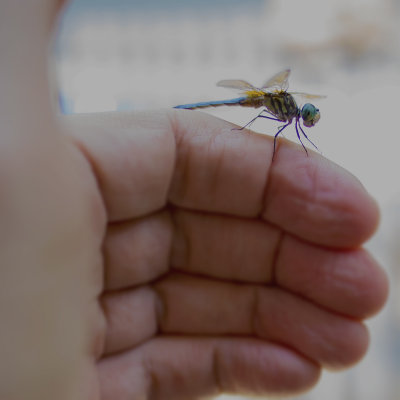 dragonflyinthehand.jpg