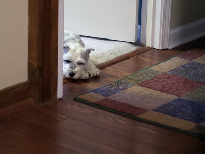 napping pup