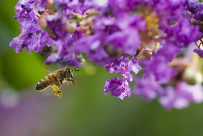 bee.jpg