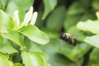 flying bee