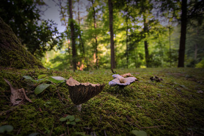 mushrooms