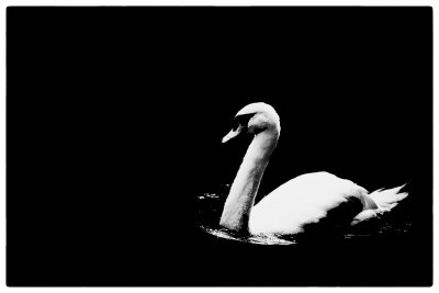 Black and White Swan