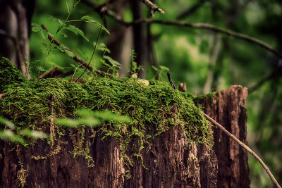 Furry stump