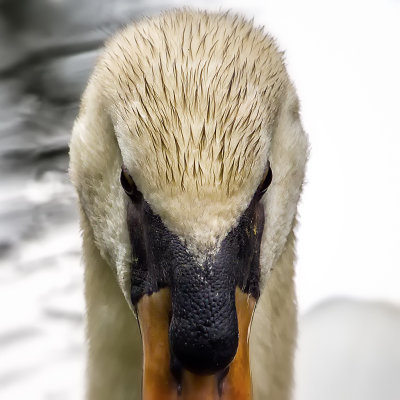 Swan