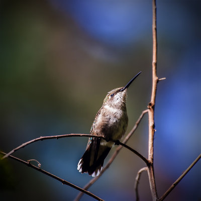 hummingbird.jpg