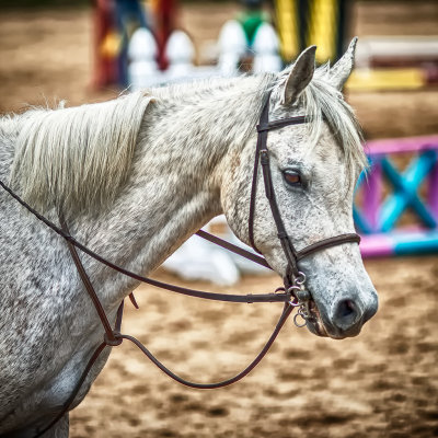 whitehorse.jpg