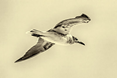 bird in flight