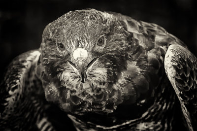 B&W Hawk