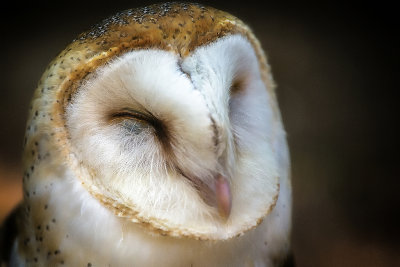 napping owl