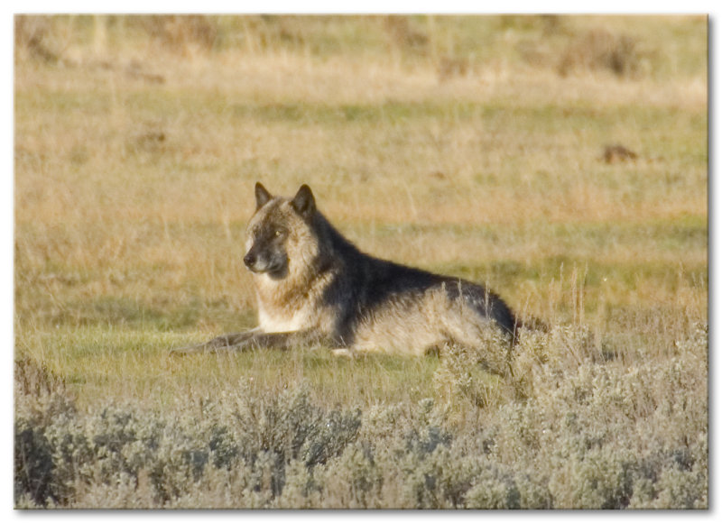 Yellowstone National Park April/May 2015