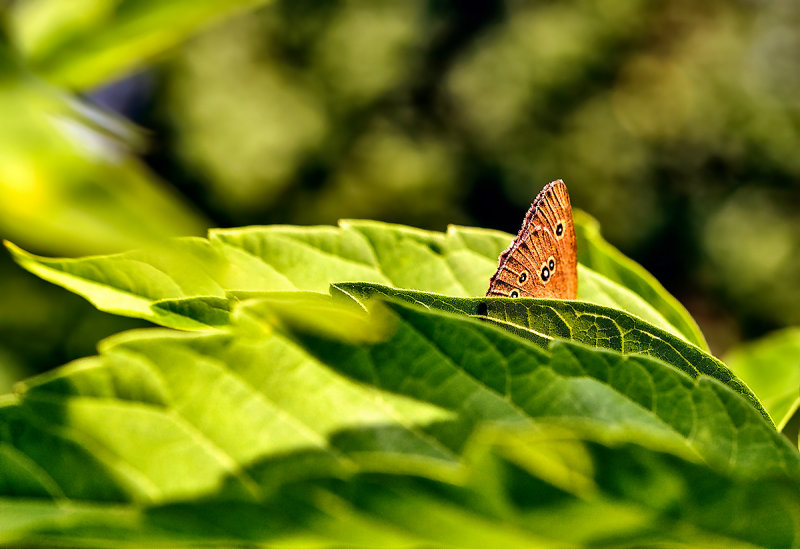 Ringlet