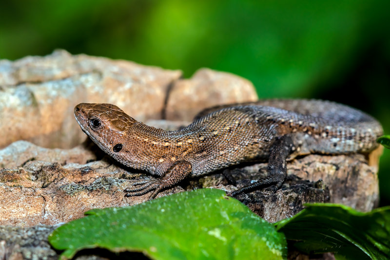 The Viviparous Lizard 