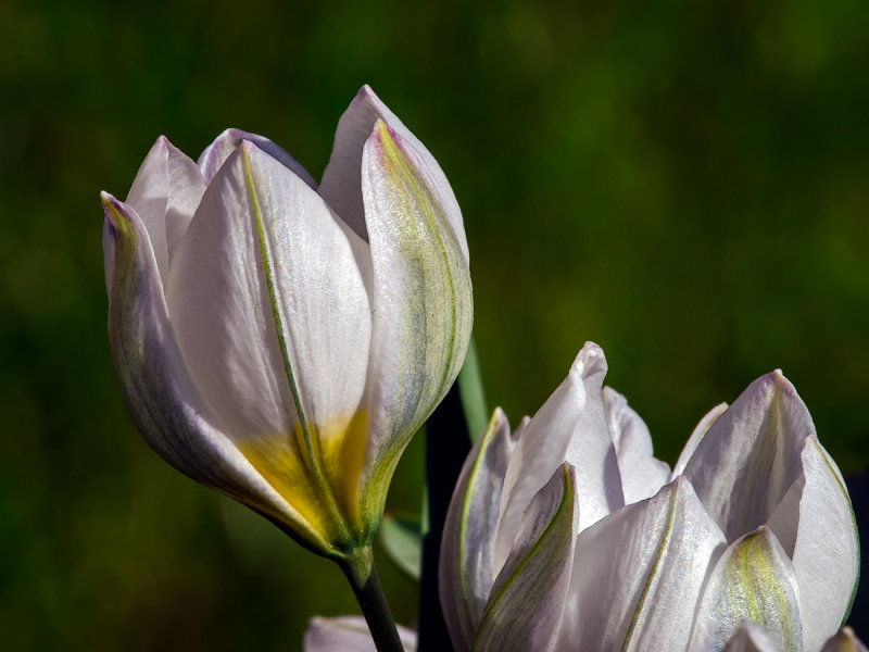 The Spring Crocus