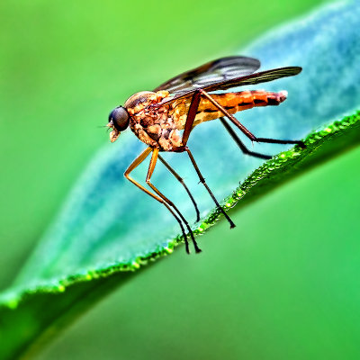 Hanging Thief  Robber Fly