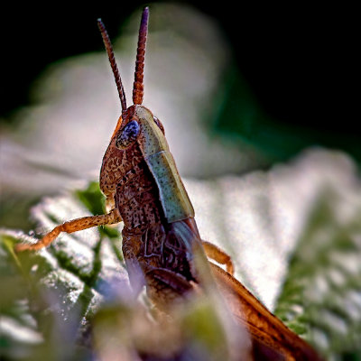 Grasshopper  