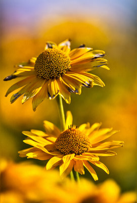 The Jerusalem artichoke